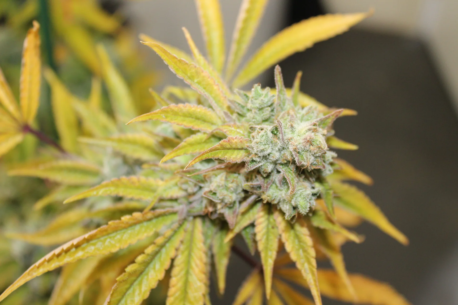 Proposition 64 was passed in November 2016, and made recreational use of cannabis legal for persons 21 years of age and older.