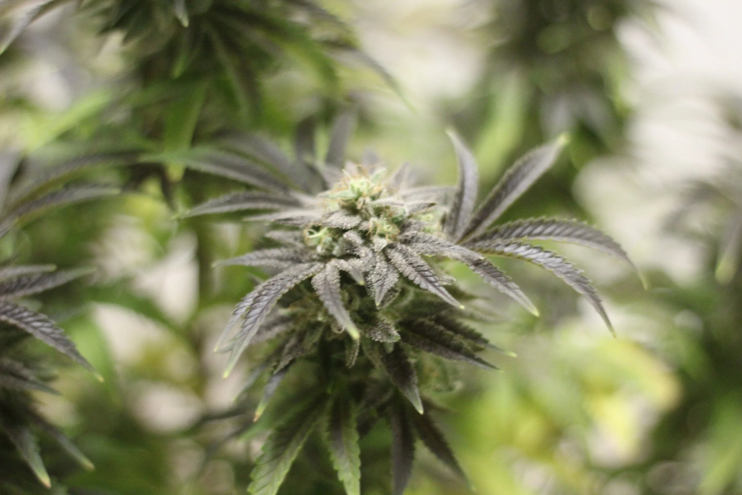 Distributors are a vital part to the cannabis’ industry supply chain.
