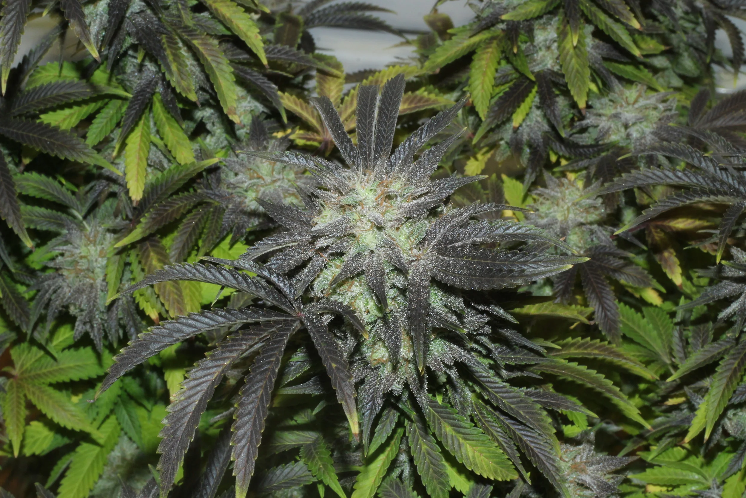 Proposition 64 also legalized the cultivation of recreational cannabis in California.