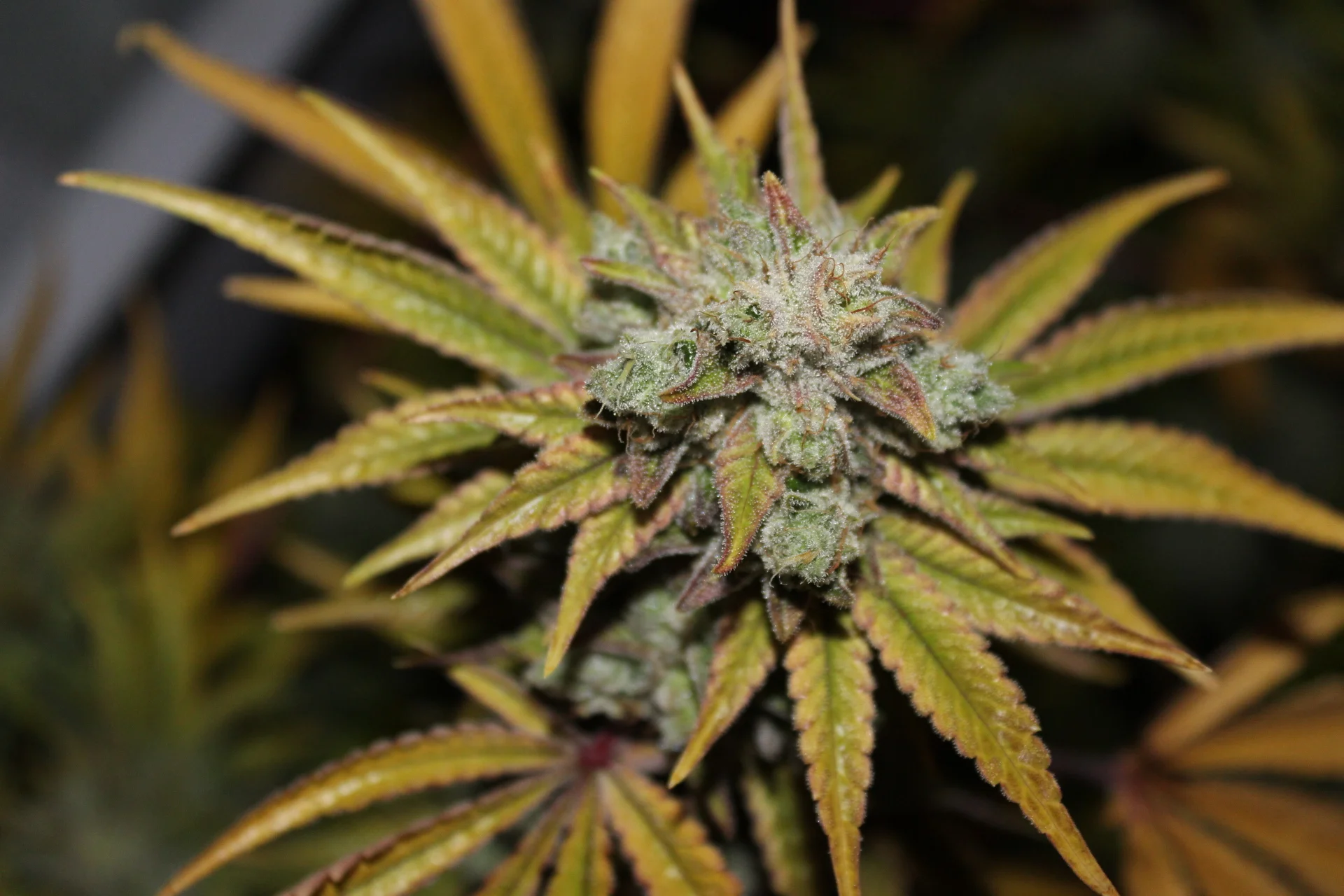 On January 1, 2018, there were lines down the block at a number of legal, recreational dispensaries throughout Los Angeles.